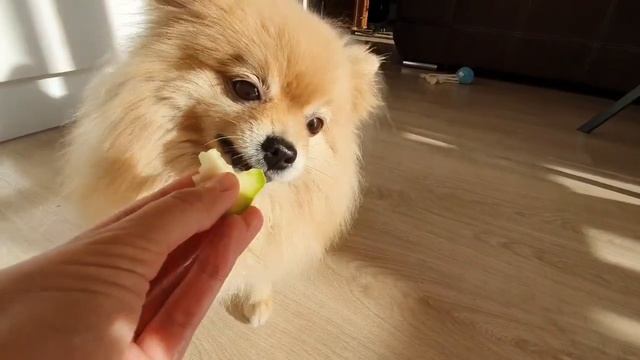 Для шпица кабачок - вкусняшка! смотреть онлайн