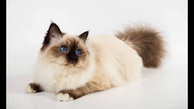 Бирманская кошка смотреть онлайн