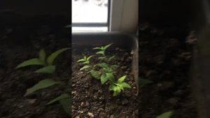 Выращивание спиреи из черенка.