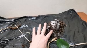 Стефанотис (мадагаскарский жасмин) хотели выбросить, посадка, уход.