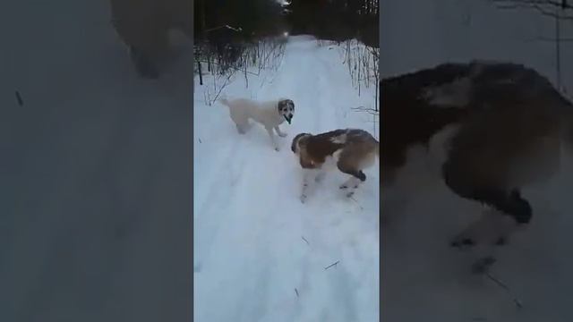 23.12.2016 Шэр и Тэфи, Московская сторожевая и Алабай