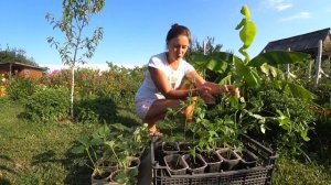 Будем теперь выращивать маракуйю. Краснодарский край.