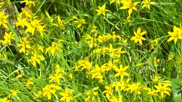 Первоцветы смотреть онлайн