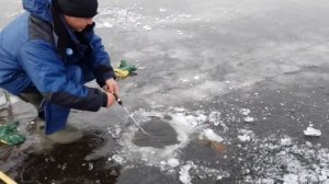Амур, зимняя рыбалка на тайменя. Воблер Bay Blue.