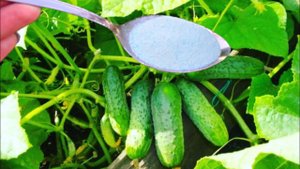 ЗА НОЧЬ Огурцов нарастает НЕМЕРЕНО! Даже хилые оживают и обильно плодоносят!