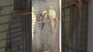 Австралийские вороны поют как соловьи)))