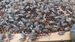 Начинающим что делать с отроившейся семьей