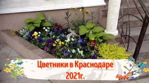 Краснодар 2021г.  Цветники весной в парке и на улицах Краснодара | Зарисовка цветы
