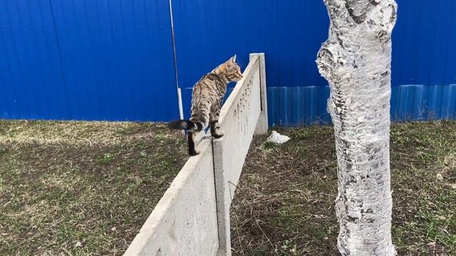 Красим деревья в саду. Запустили воду в огород. Серия № 158.
