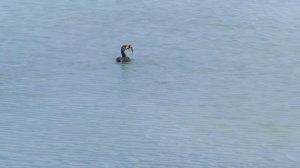 Обед баклана