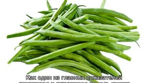 Фасоль овощная и спаржевая (отличия)