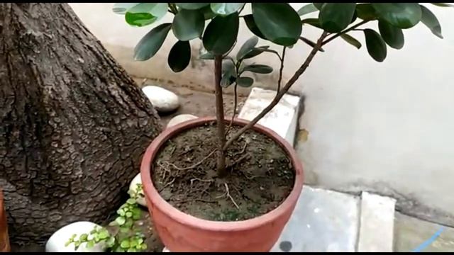 Ficus Plant | Ficus Plant Care & Best Fertilizer | Ficus Bonsai | Ficus Panda, Microcarpa & Safari
