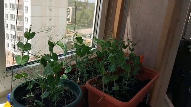 Эксперимент!! выращиваем горох на балконе. смотреть онлайн