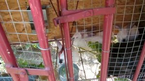 Виноград - Жемчуг Саба 30.07.17. на дачном участке (характеристика)