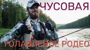 ЧУСОВАЯ - ГОЛАВЛЕВОЕ РОДЕО. Ловля голавля летом на вертушки и воблеры.