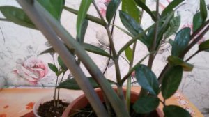 Доллоровое дерево- замиокулькас. Уход и способы размножения.