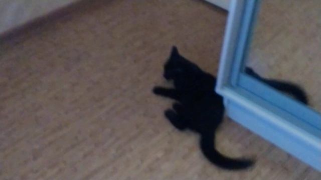 Ласка и кот