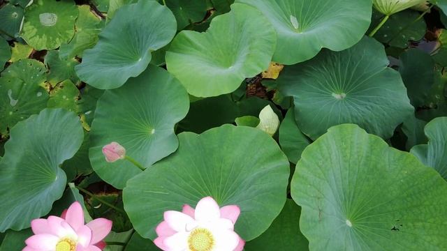 Лотосы 2020 Приморский край Спасский район #лотосыКомарова смотреть онлайн