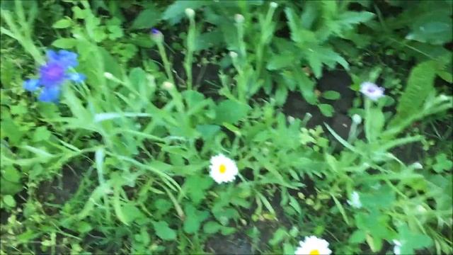 ДАЧА. Прогулка по участку. Конец июня. смотреть онлайн