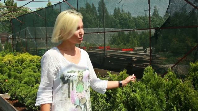 Туя Смарагд Витбонт