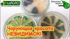 НАУЧНАЯ ПЯТНИЦА. Завораживающая красота невидимок. Чарующий мир бактерий. Минутка релакса.