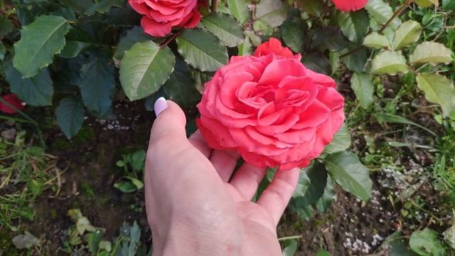 Розы в Подмосковье. Роза MANITOU / МАНИТУ (чайно-гибридная) смотреть онлайн