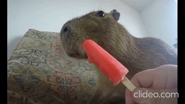 АСМР ОТ КАПИБАРЫ (ПЕРВОЕ ВИДЕ ПРО- "АСМР" и про "КАПИБАРУ" смотреть онлайн