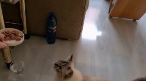 У котов нет аппетита / чем лучше кормить котов /может боятся праздничной стрельбы?