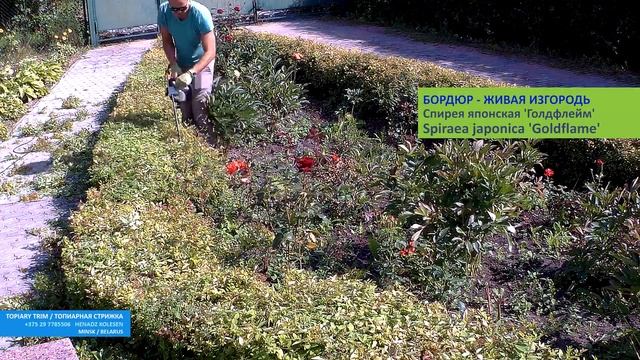 СПИРЕЯ ЯПОНСКАЯ | ЖИВАЯ изгородь СПИРЕЯ spiraea japonica | @user-qs3ui4et9d
