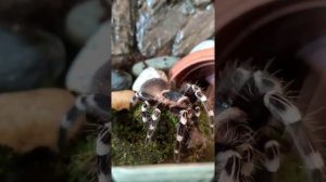 Паук птицеед Акантоскурия геникулята (Аcanthoscurria geniculata) обустраивает своё жилище