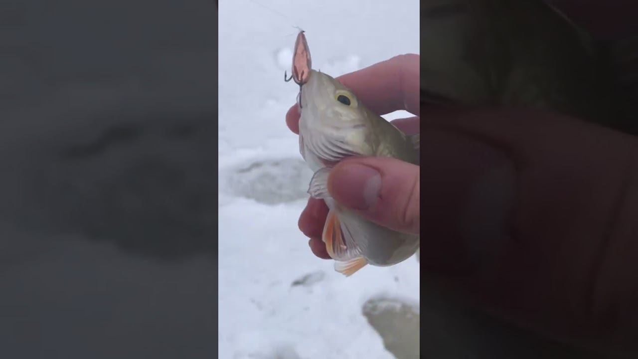 ОКУНЬ АТАКУЕТ / Не успел ОПУСТИТЬ смотреть онлайн