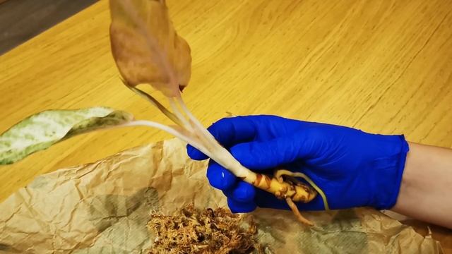 Видео 66. Новая аглаонема Lucky смотреть онлайн