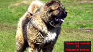 ТИБЕТСКИЙ МАСТИФ против КАВКАЗСКОЙ ОВЧАРКИ / КТО ПОБЕДИТ ?