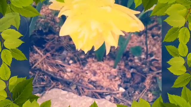 Какие цветы у нас в Крыму весной. смотреть онлайн