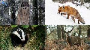FOREST ANIMALS - app review for kids with flashcards