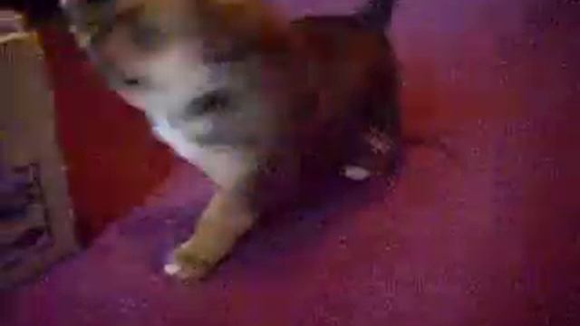 Cute puppy (забавный щенок :))) смотреть онлайн