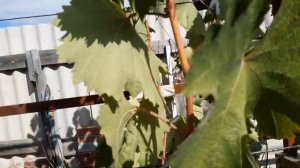 кишмиш Коктейль на 20.09.21г