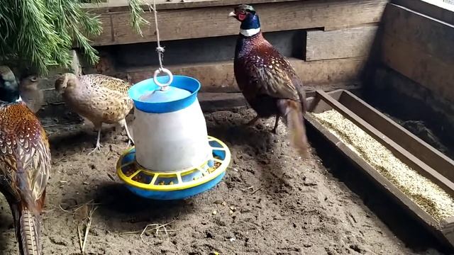 Дичь у нас дома! Фазан, повадки охотничьего фазана смотреть онлайн