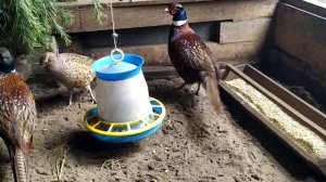 Дичь у нас дома! Фазан, повадки охотничьего фазана