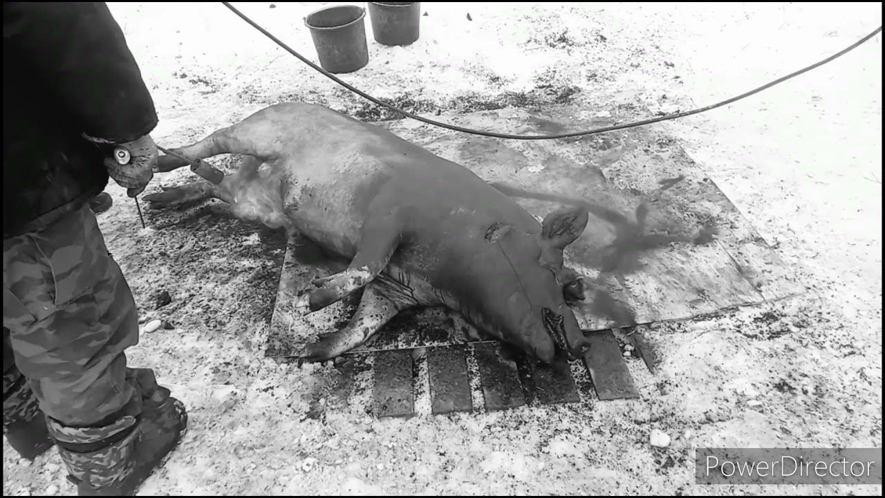 Кабан Дюрок. Сколько сала? смотреть онлайн