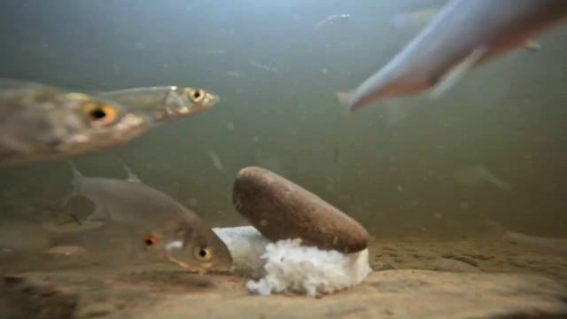 Рыба в реке Алдан Усть-майского района, берег села Петропавловск. Съëмка производилась: GoPro 11min смотреть онлайн