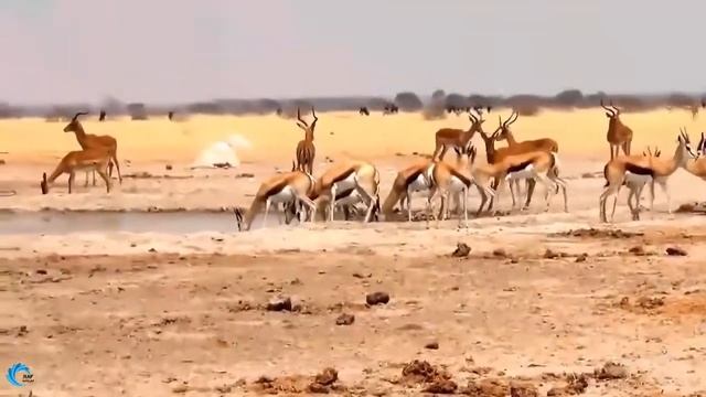 Гиена спасает Импалу от Леопарда, Импала, к счастью, избегает, но гиена тяжелой травмирована смотреть онлайн