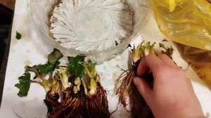 Как посадить землянику фриго