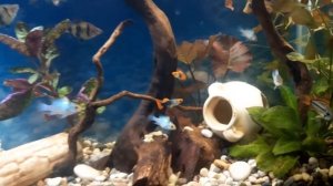 Новый аквариум на подоконнике. Аквариумное хозяйство расширяется.