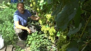 Виноград "Алёшенькин" в России