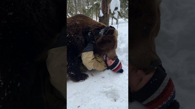 Медвежий поцелуй.