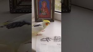 Корелла разговаривает и балуется...  Corella talks and messes around... this naughty bird.