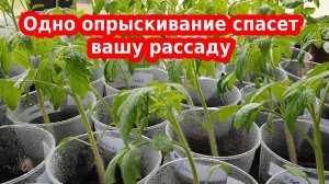 Желтеет рассада, листья помидоров, перца или баклажан