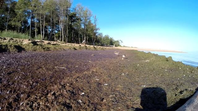 Галстучник charadrius hiaticula смотреть онлайн