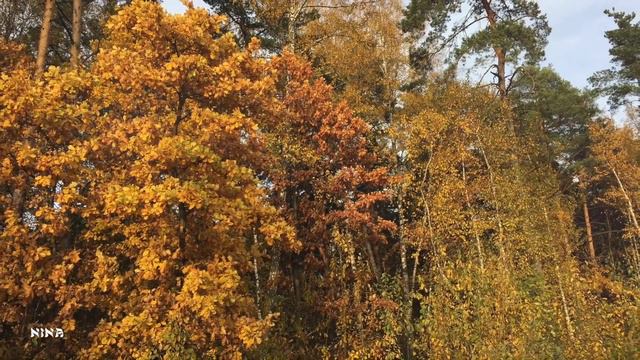 215. Осенние Зарисовки под Прекрасную Мелодию Эдгара Туниянца! смотреть онлайн